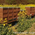 Bienenstöcke im Rapsfeld in Mentrup