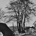 Große Buchen (Naturdenkmal) am Ellenberg  1952