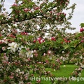 Apfelblüte bei der Mosterei Pues am Forstweg