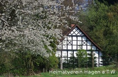 Kirschblüte am Osterbrink