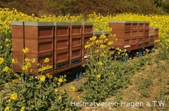 Bienenstöcke im Rapsfeld in Mentrup