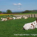 Ruhende Rinder auf der Weide in Mentrup.