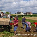 Historische Kartoffelernte auf dem Feldtag am Knippel in Mentrup 2017