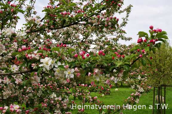 Apfelblüte bei der Mosterei Pues am Forstweg