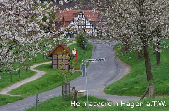 Kirschblüte an der Heggestrasse in Altenhagen