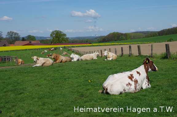Ruhende Rinder auf der Weide in Mentrup.