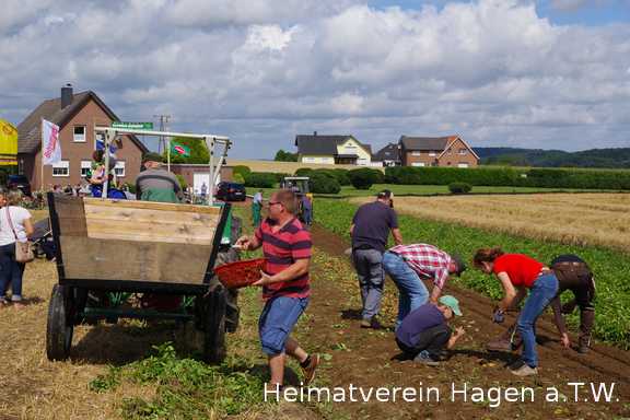 Historische Kartoffelernte auf dem Feldtag am Knippel in Mentrup 2017
