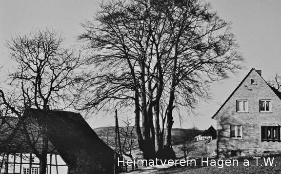 Große Buchen (Naturdenkmal) am Ellenberg  1952